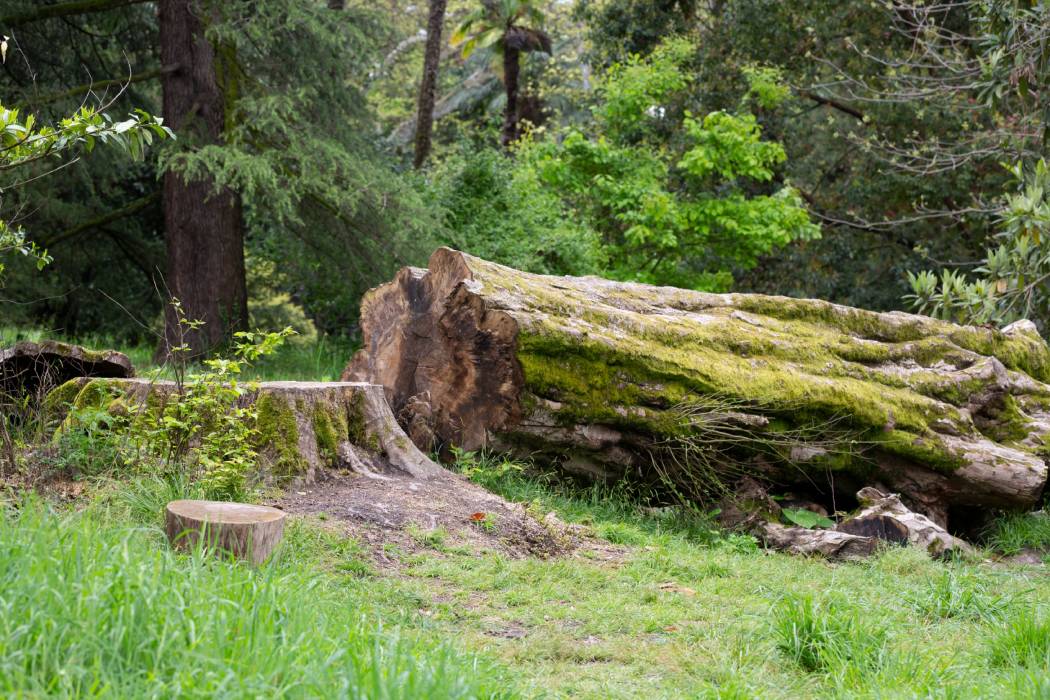 Removing Trees