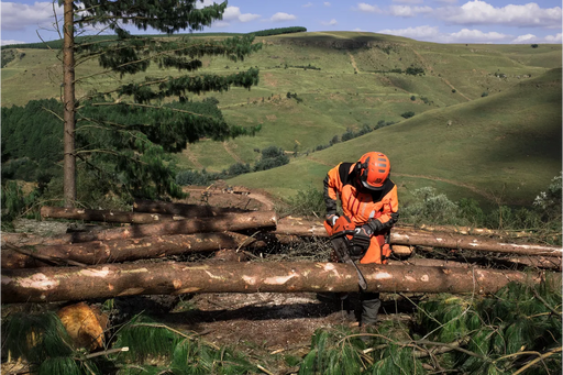Husqvarna 565, felling in use